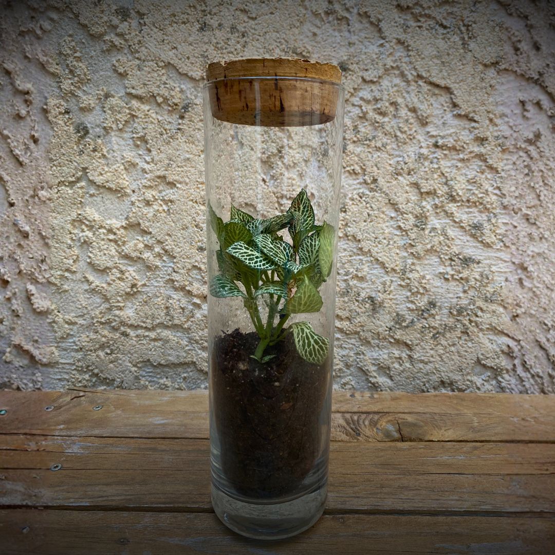 Terrarium tige