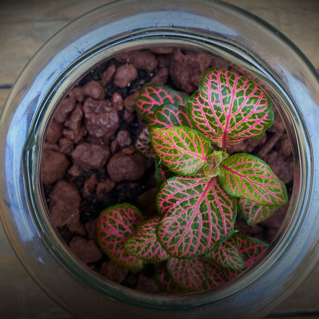 Terrarium bouteille