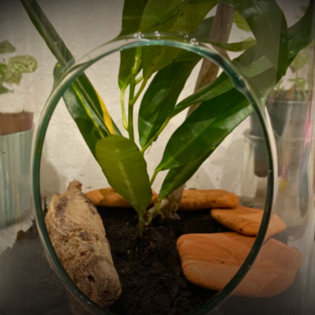 Terrarium ouvert plante verte