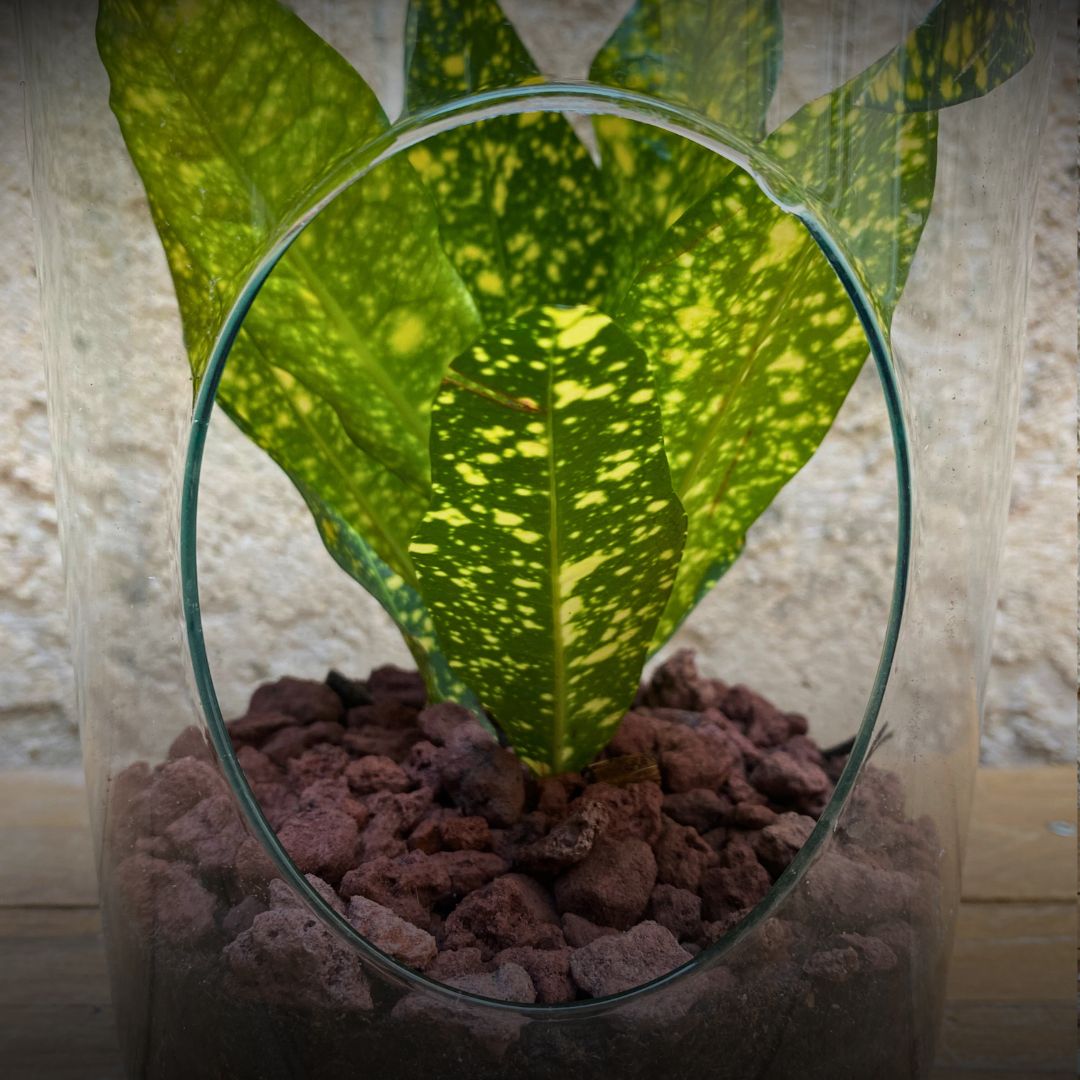 Terrarium ouvert fleurs