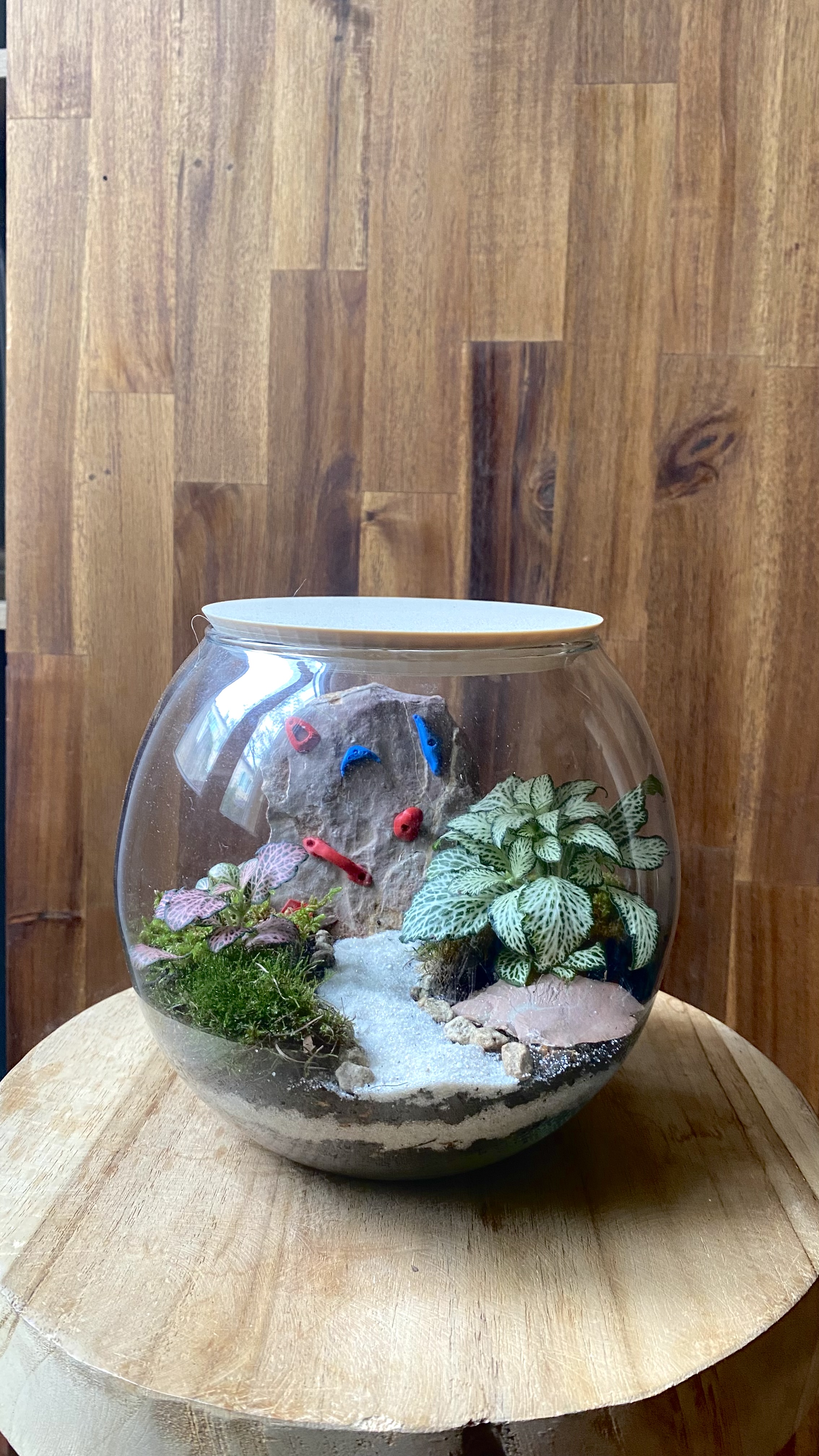 Terrarium escalade