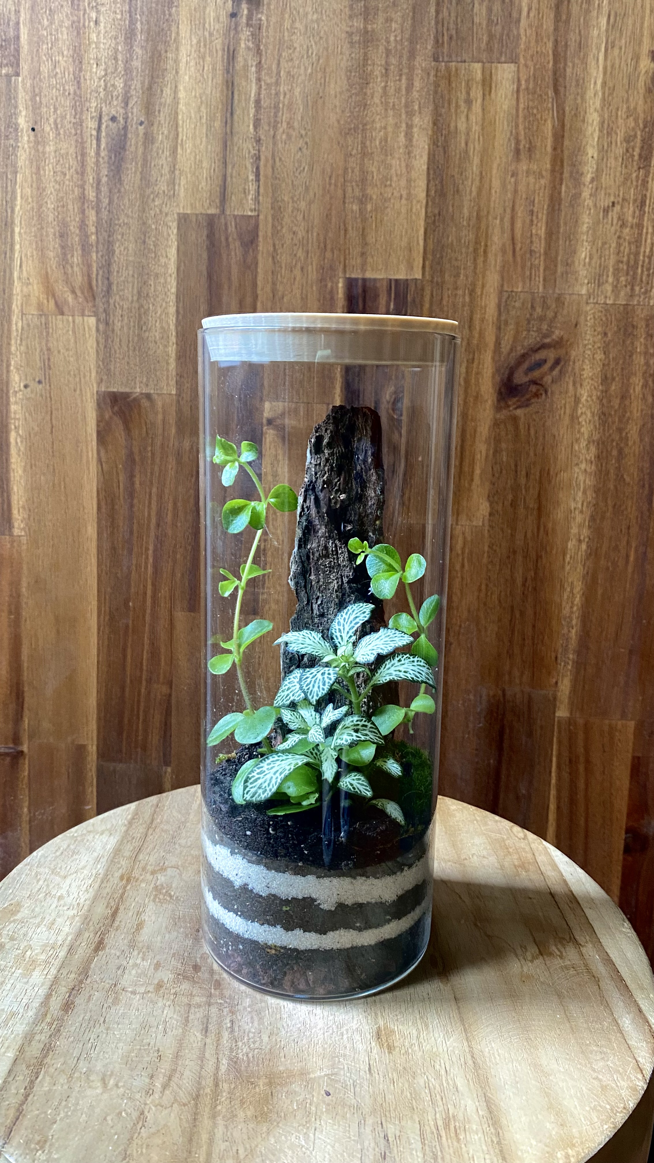 Terrarium plantes 