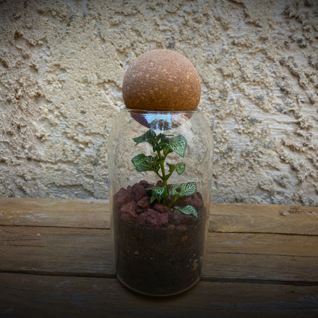 Terrarium bouteille