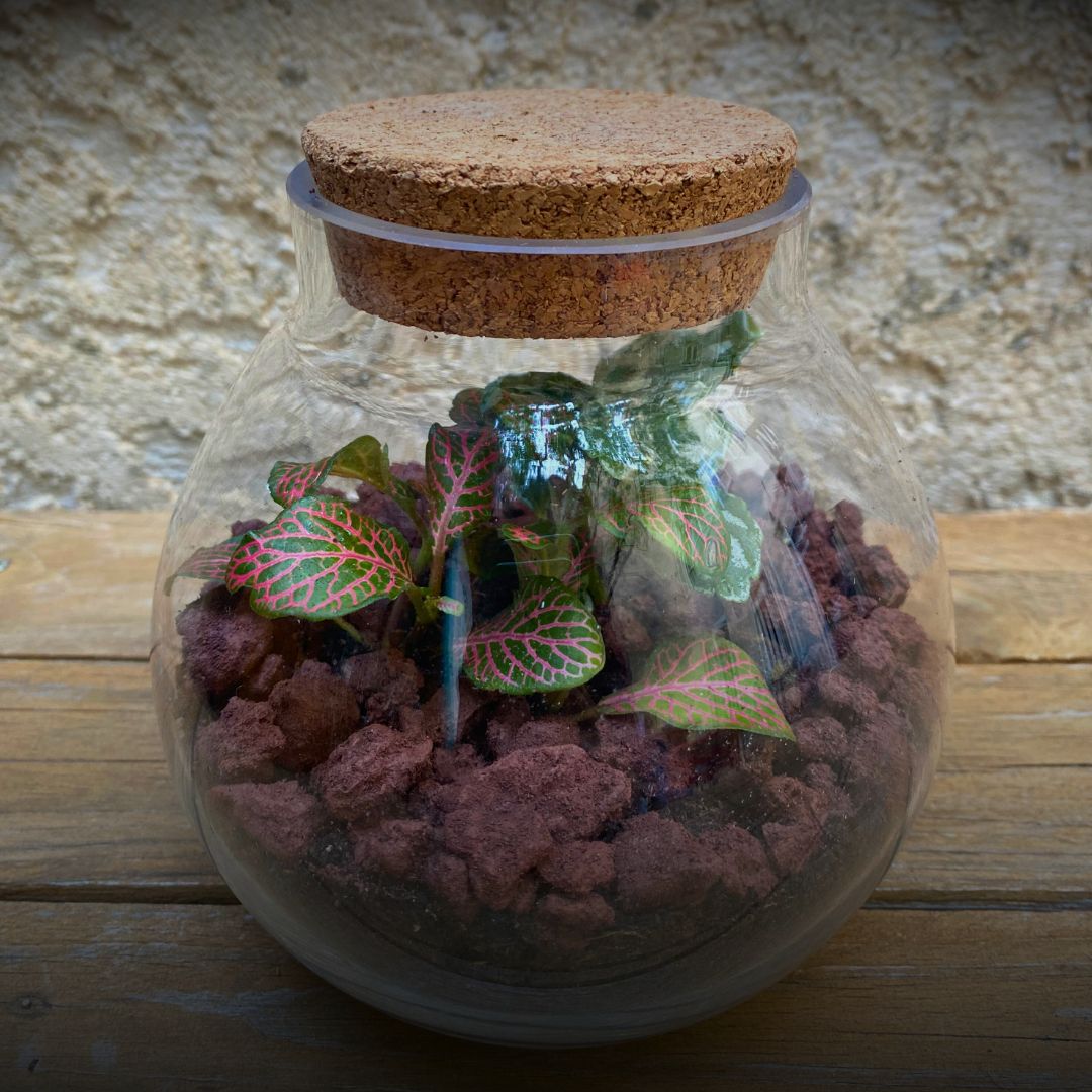 Terrarium rond