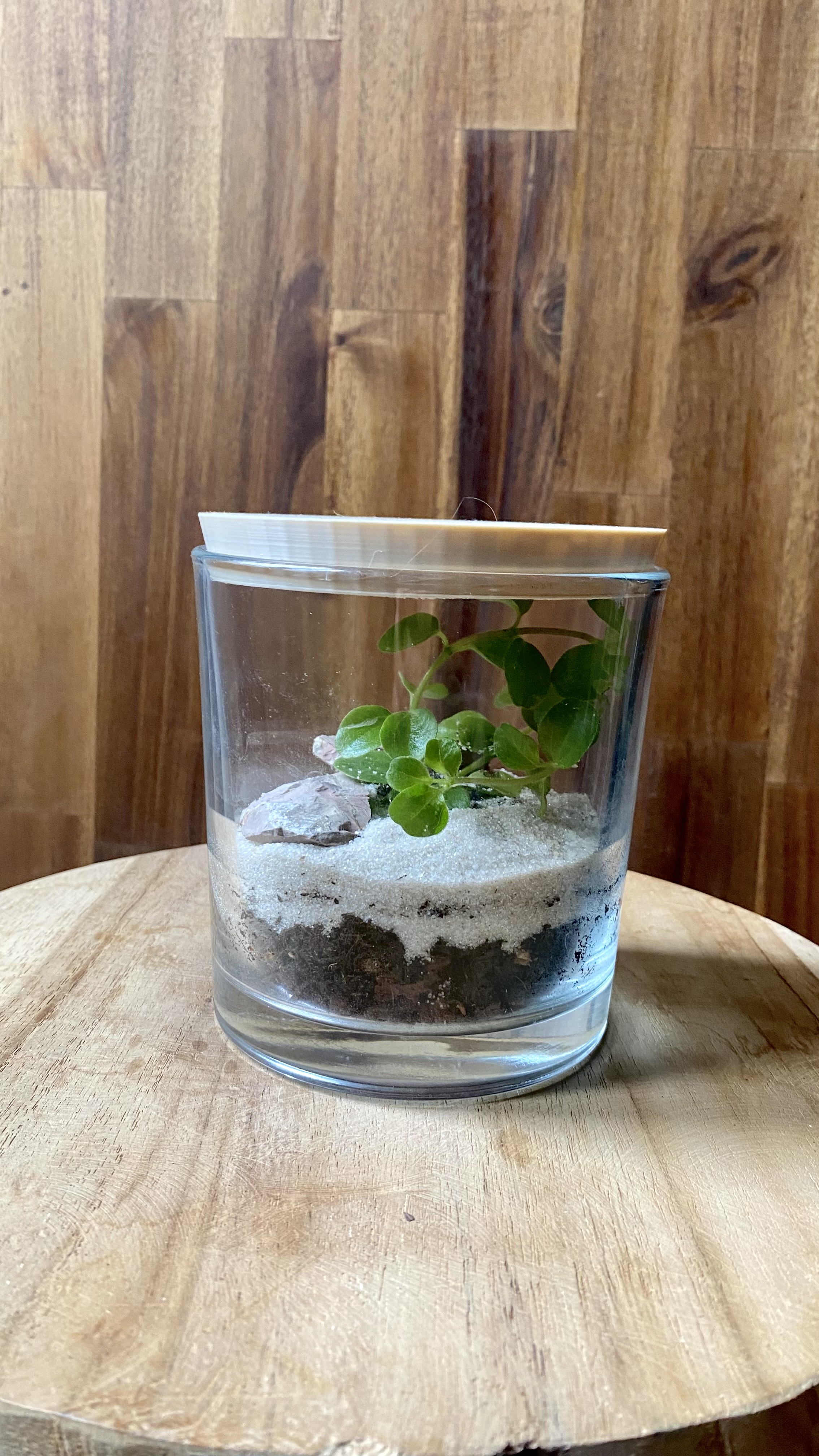 Terrarium 