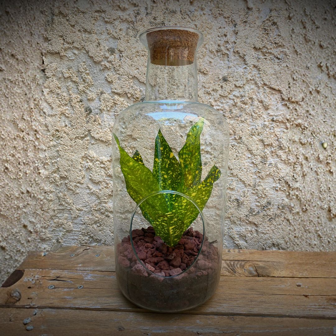 Terrarium ouvert fleurs