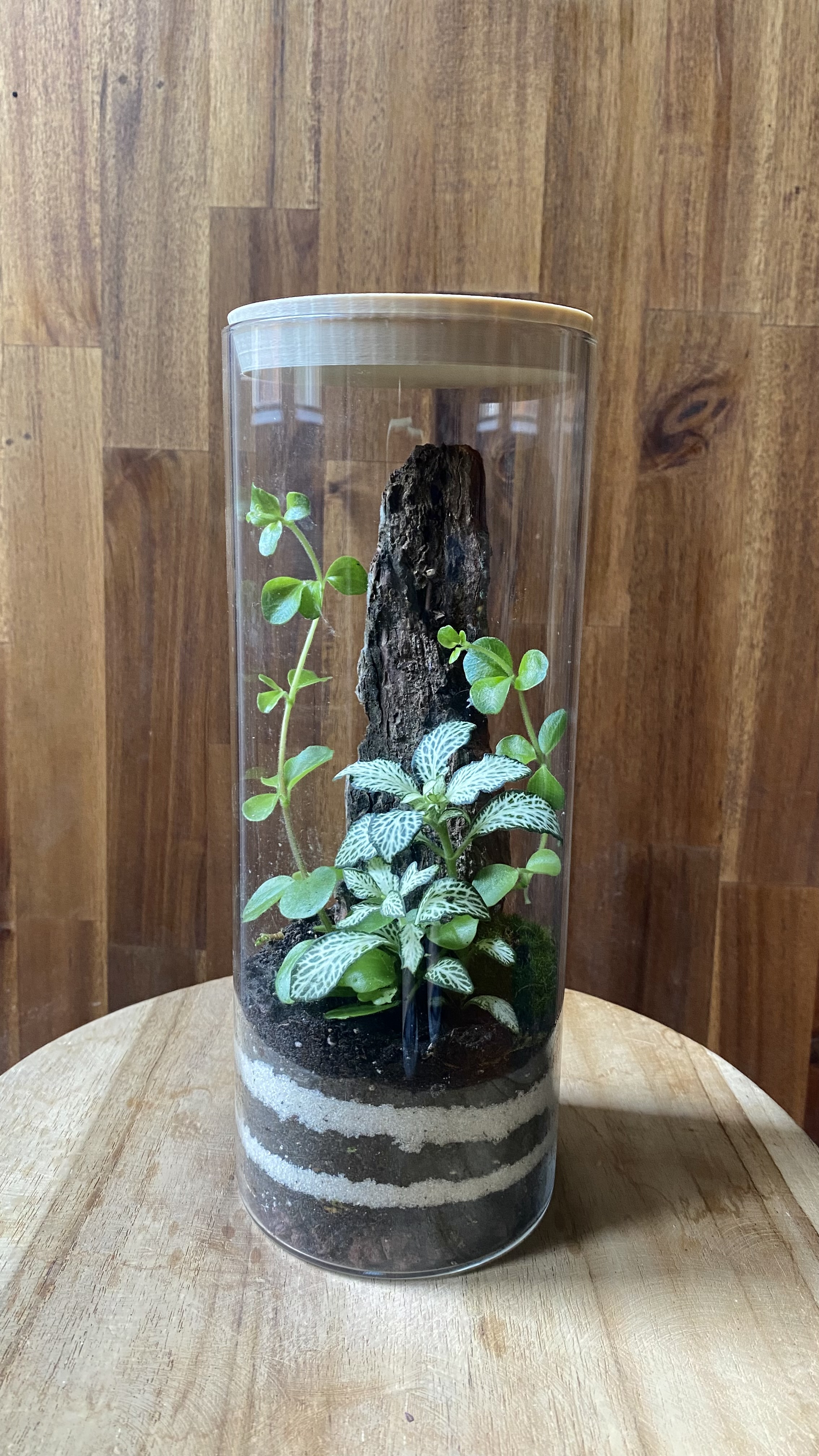 Terrarium plantes 