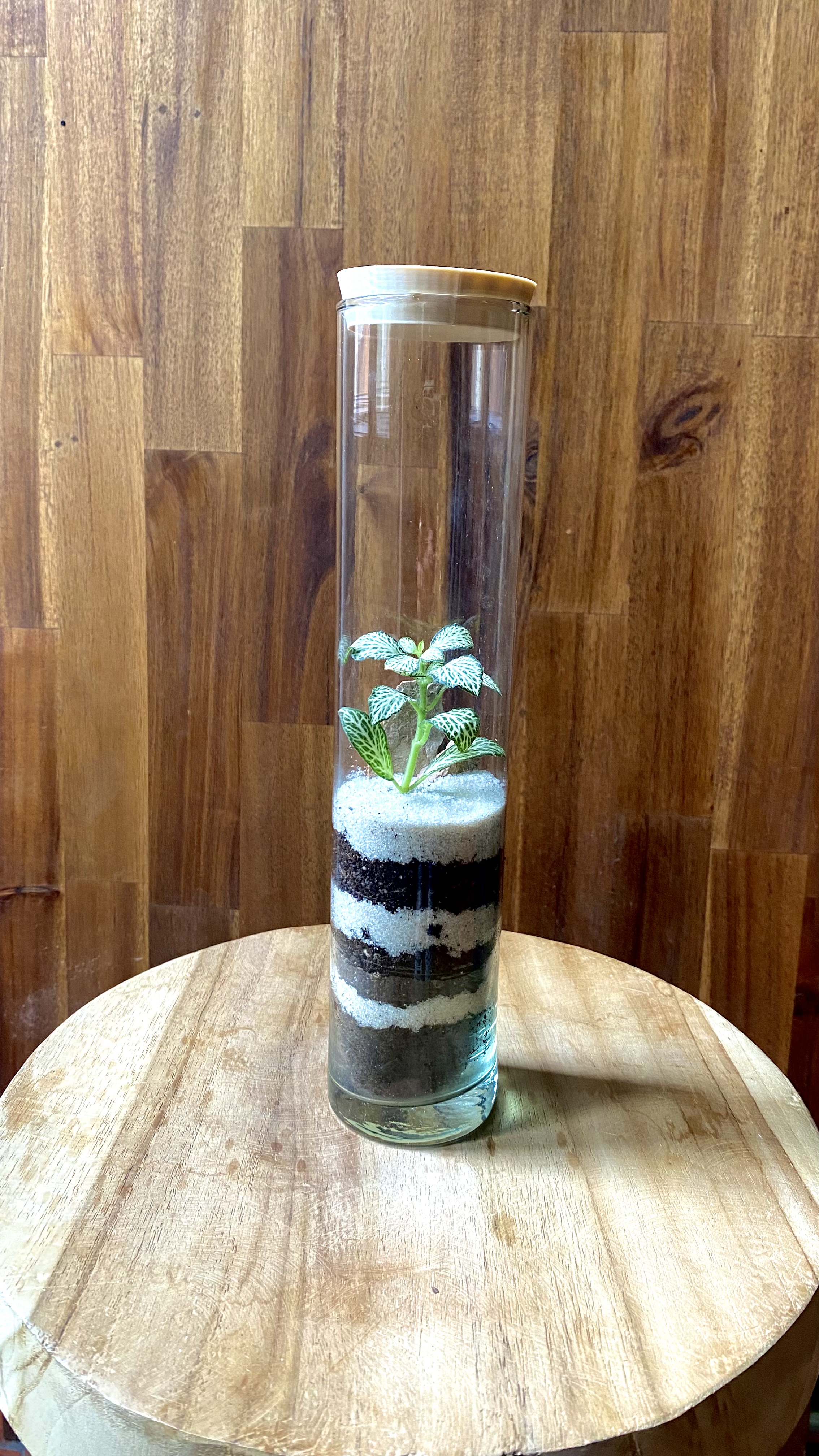 Terrarium tube 