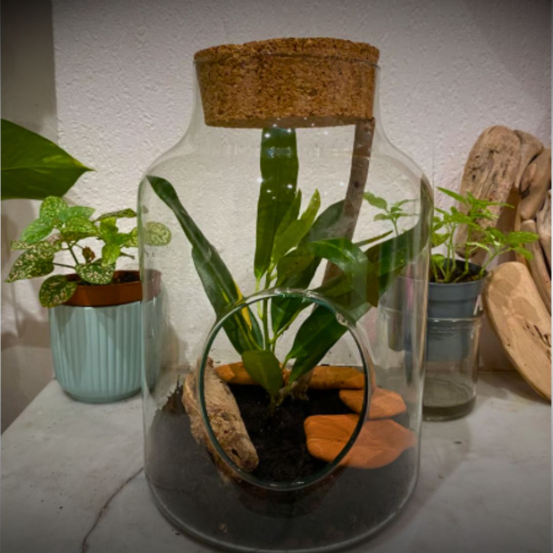 Terrarium ouvert plante verte