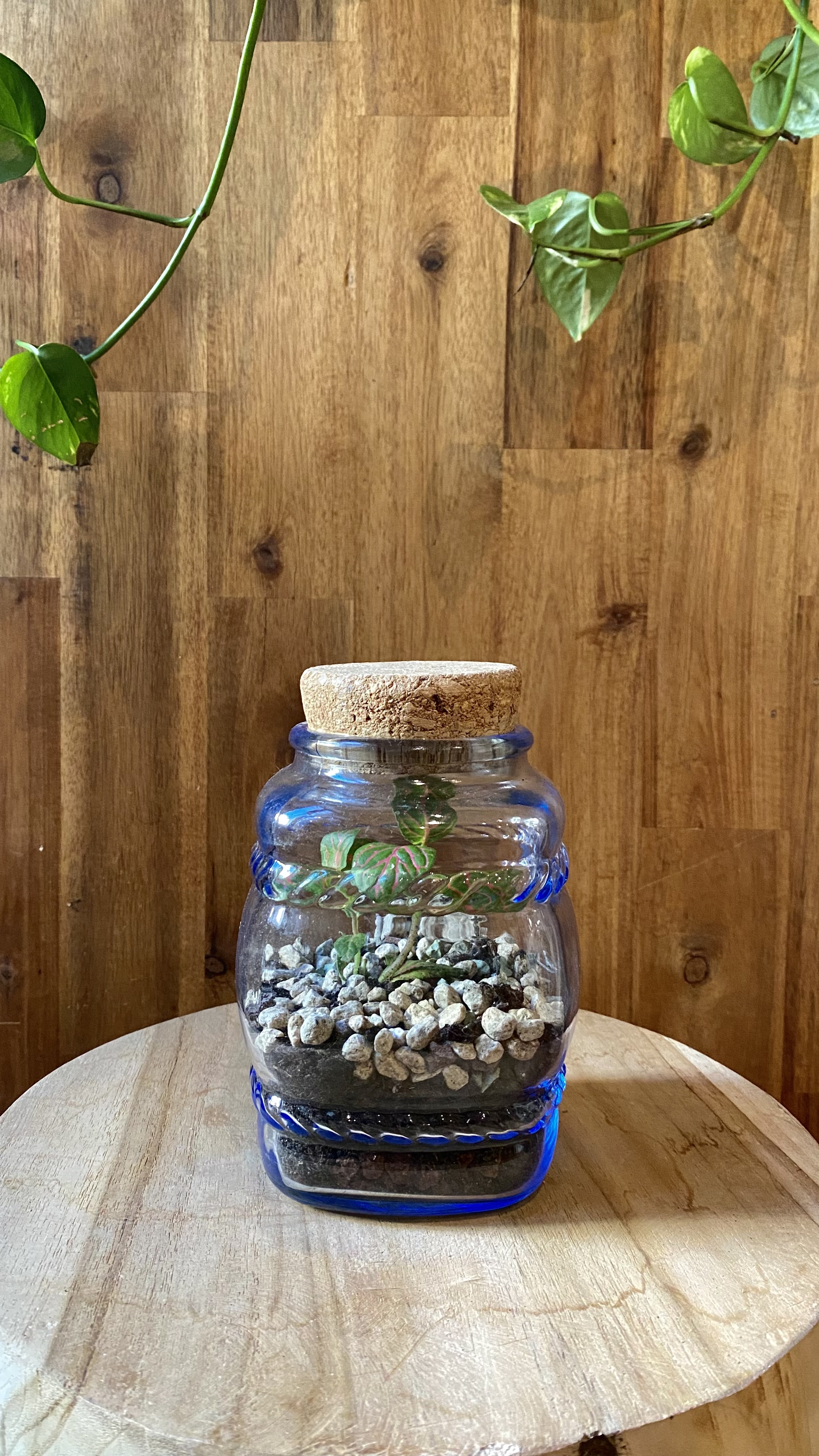 Terrarium plantes