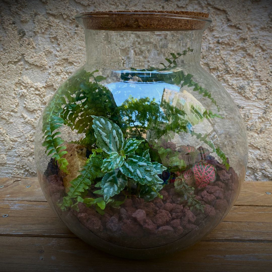 Terrarium grand rond