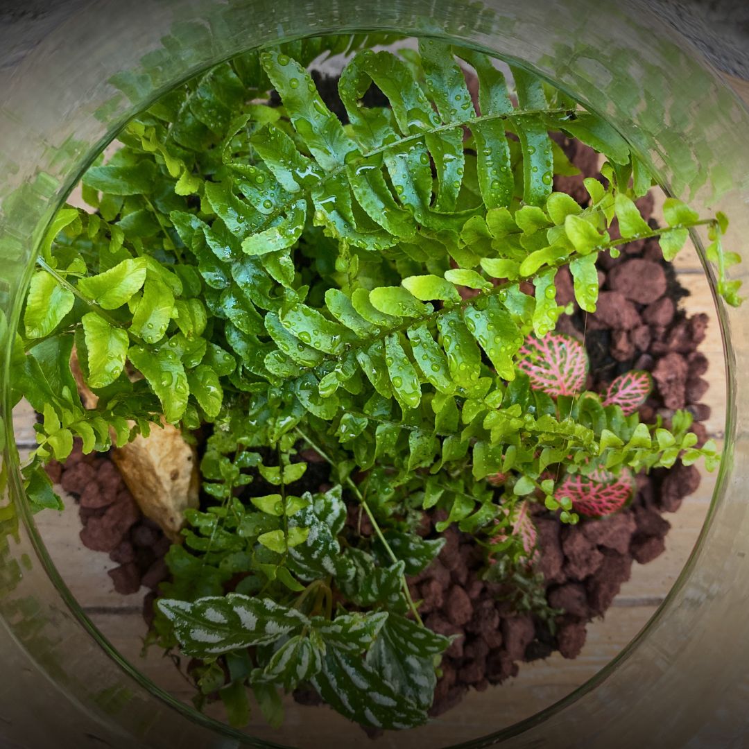 Terrarium grand rond