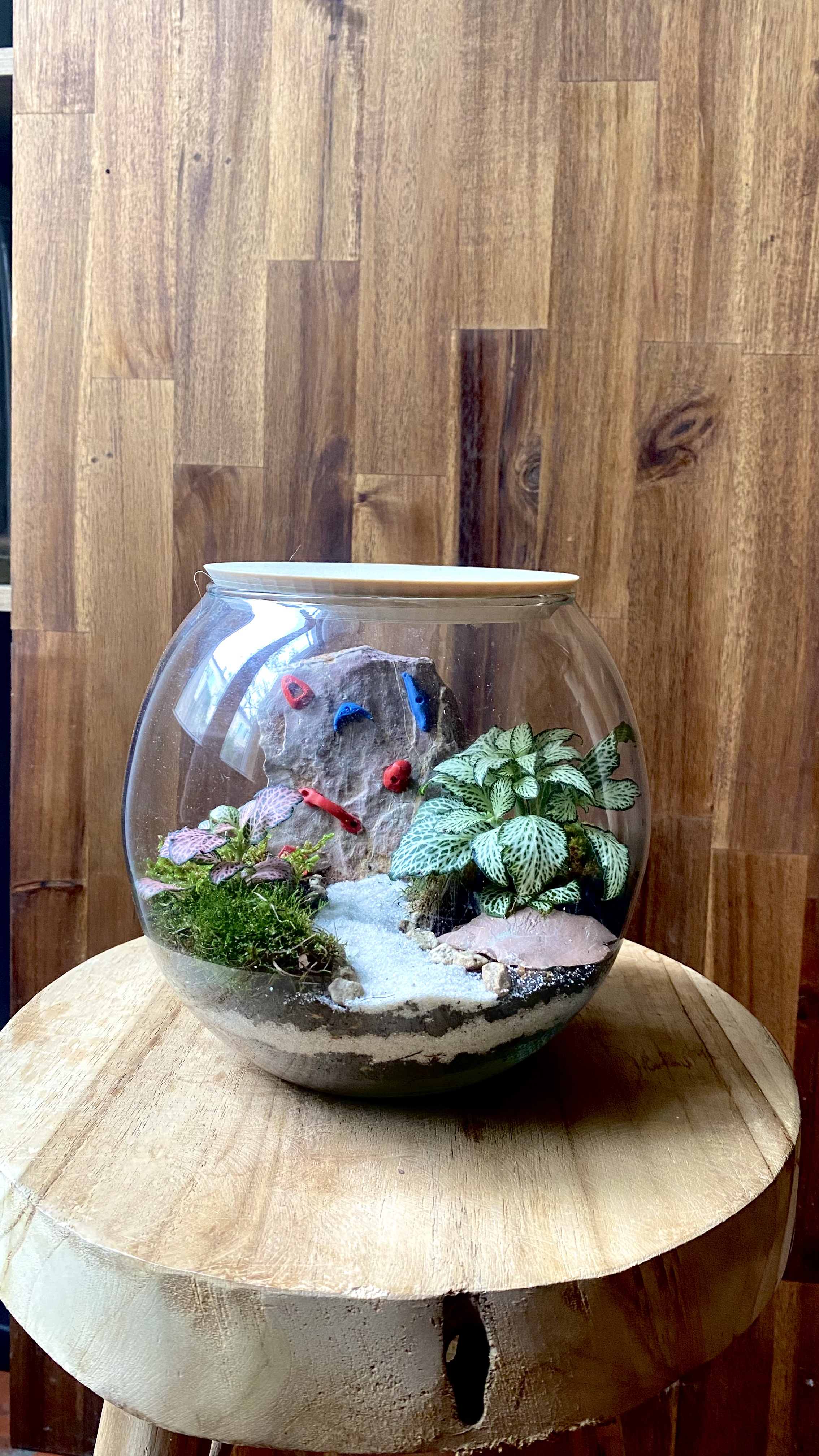 Terrarium escalade