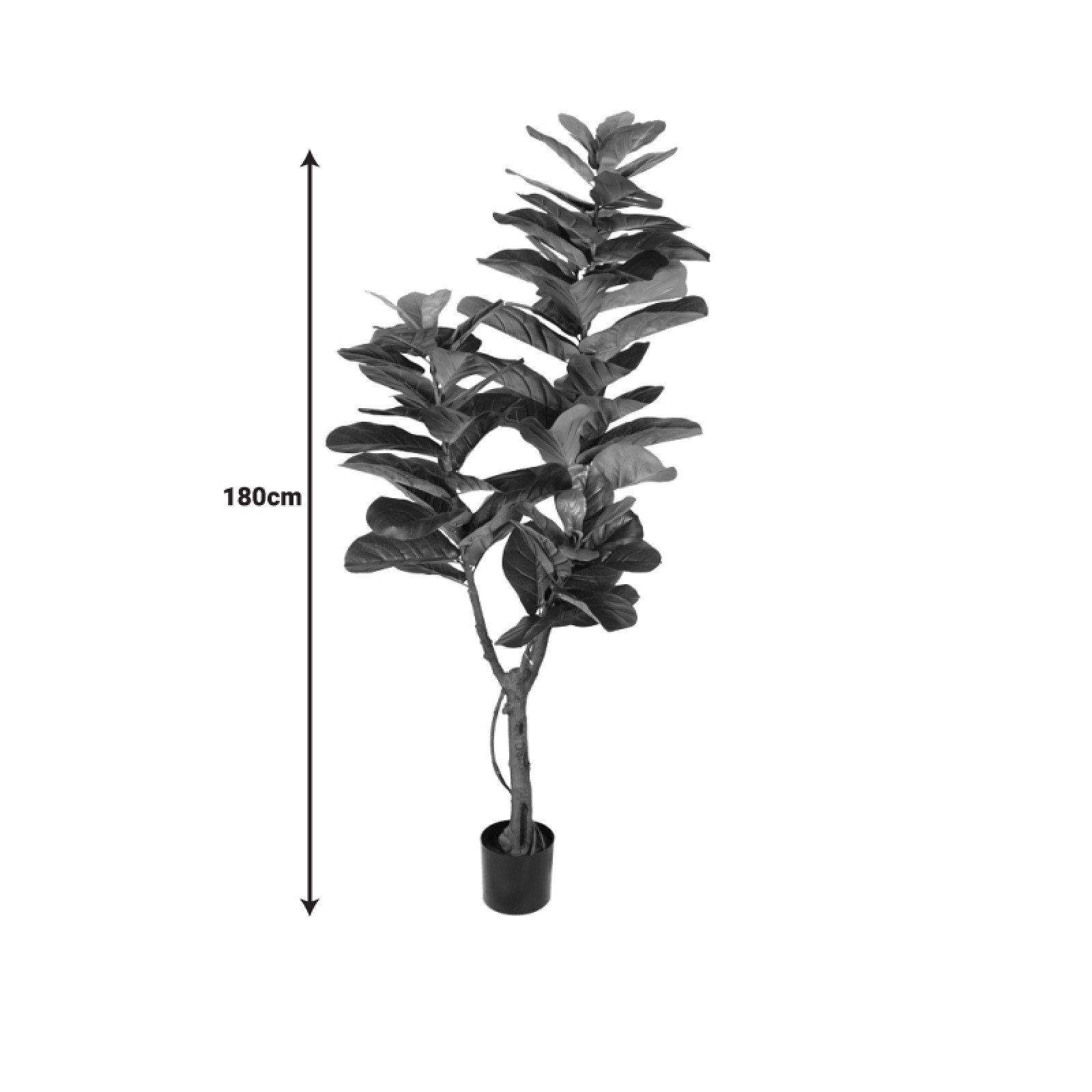 Fiddle Leaf Fig Plant 180cm