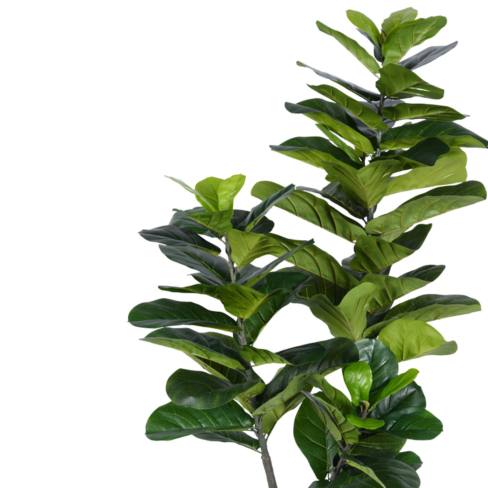 Fiddle Leaf Fig Plant 180cm