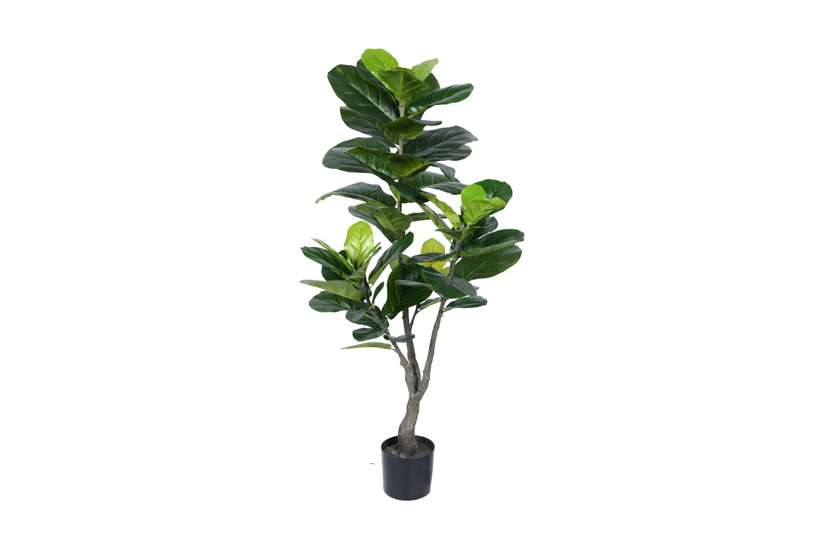 Fiddle Leaf Fig Tree
