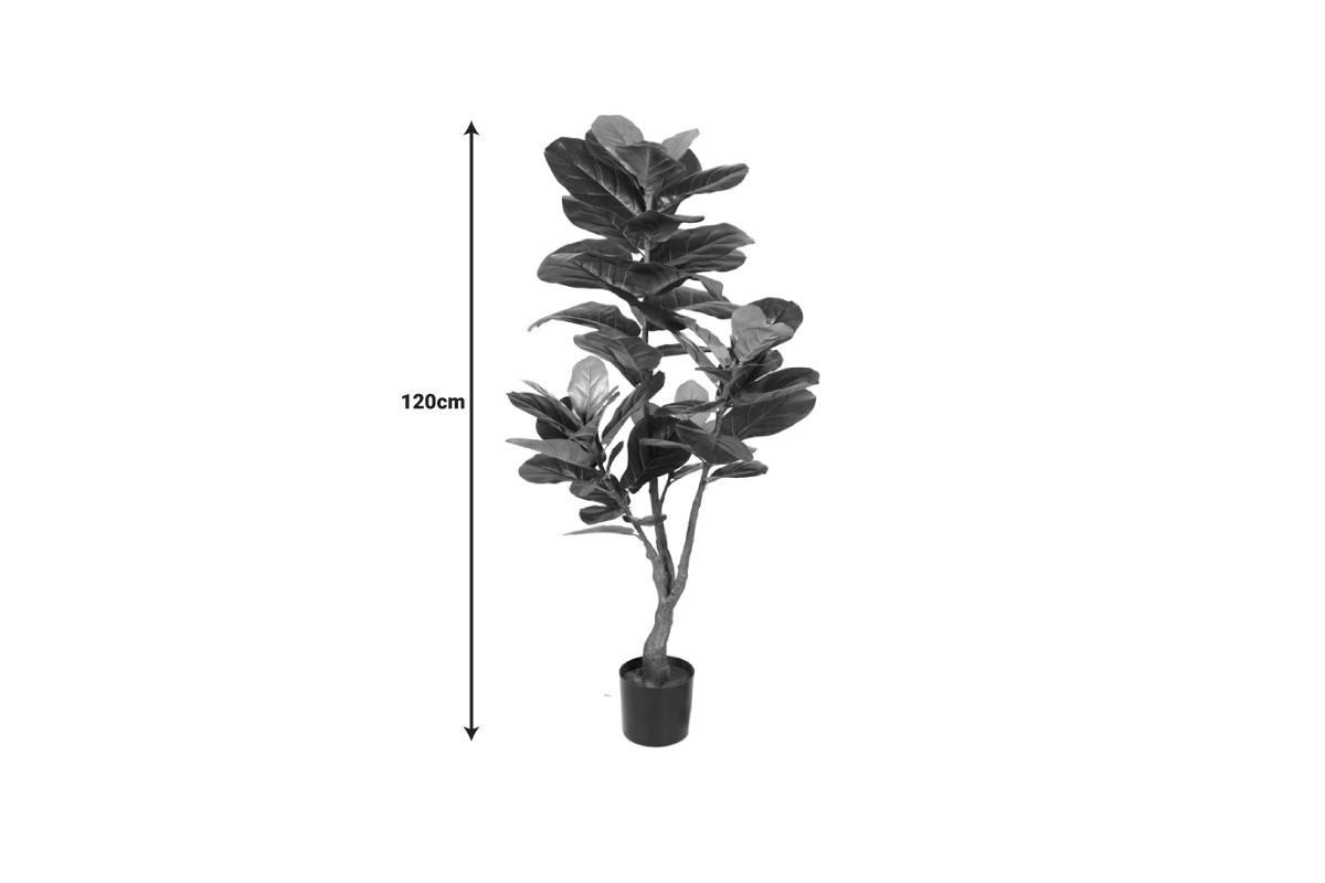 Fiddle Leaf Fig Tree