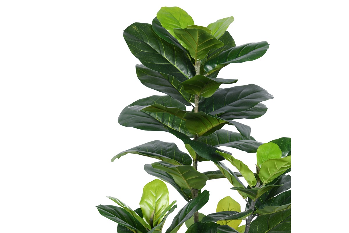 Fiddle Leaf Fig Tree