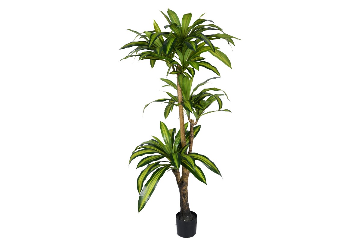 Tall Dracaena Plant