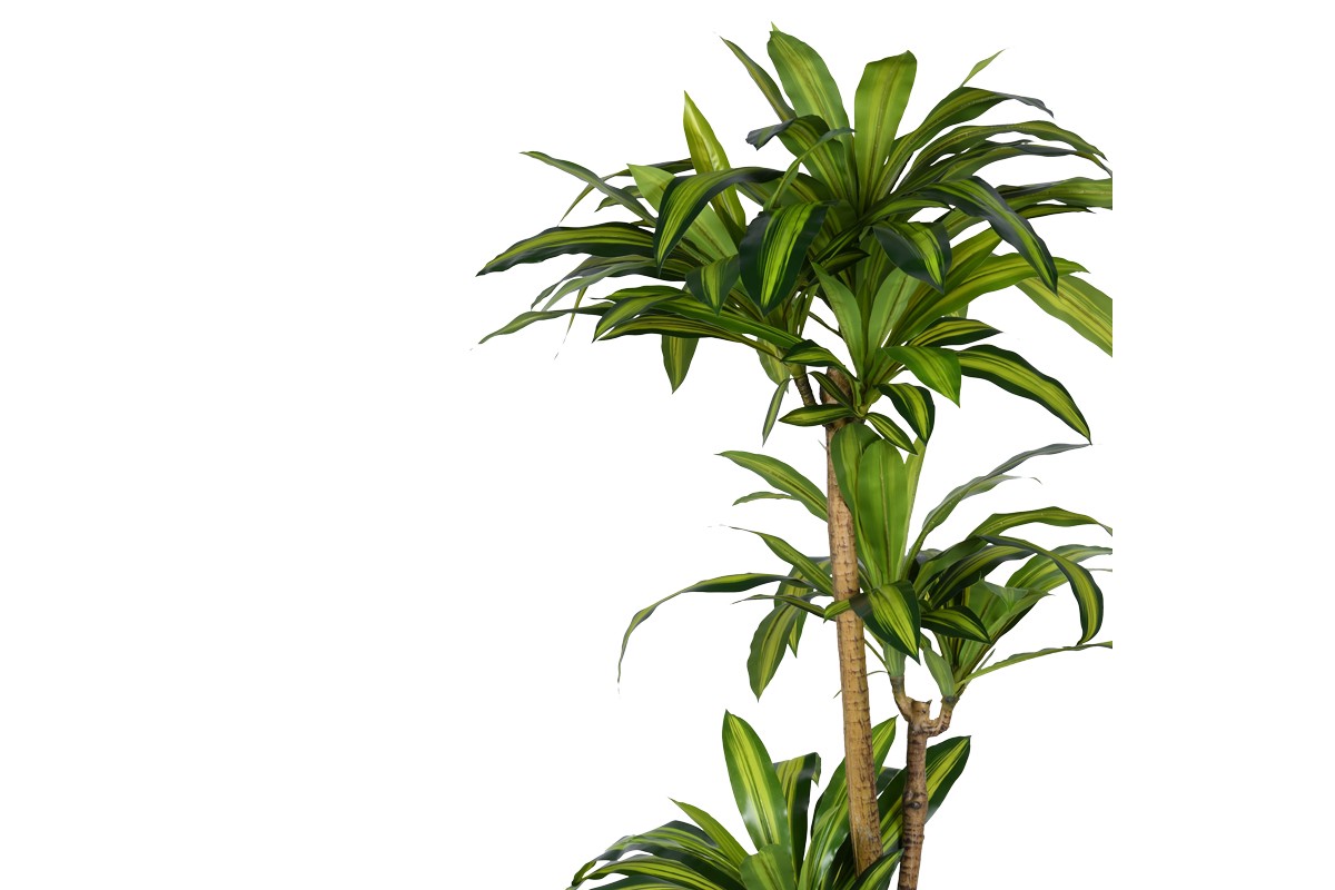 Tall Dracaena Plant
