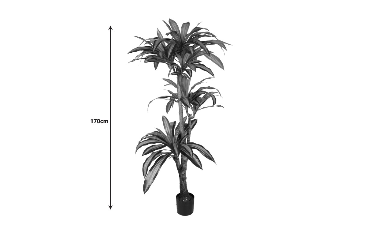 Tall Dracaena Plant