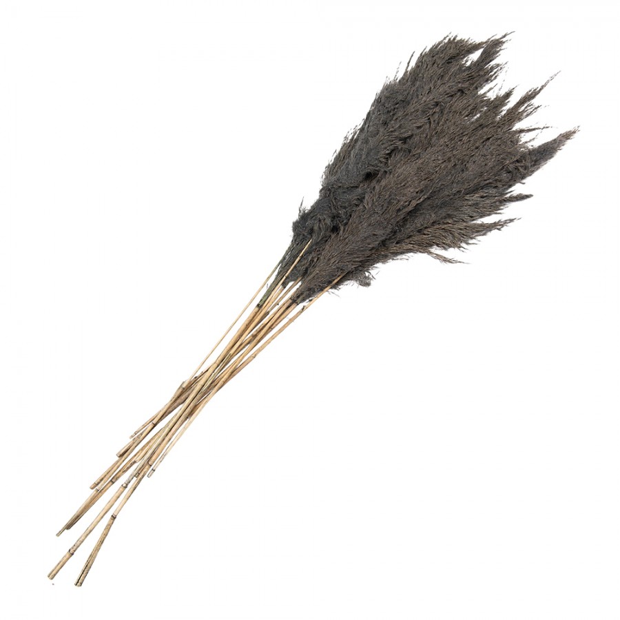 Dried Pampas Grass