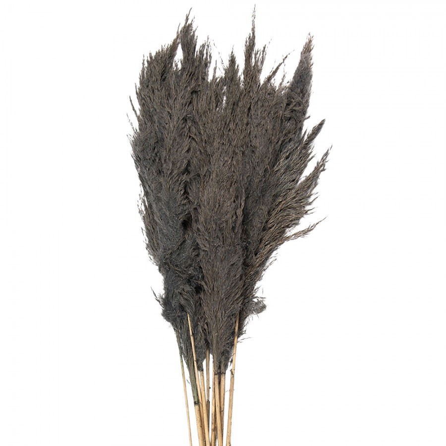 Dried Pampas Grass