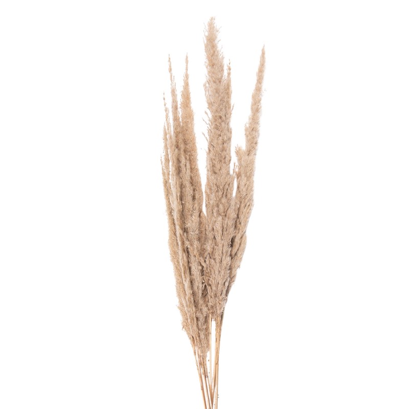 Dried Pampas Grass Beige