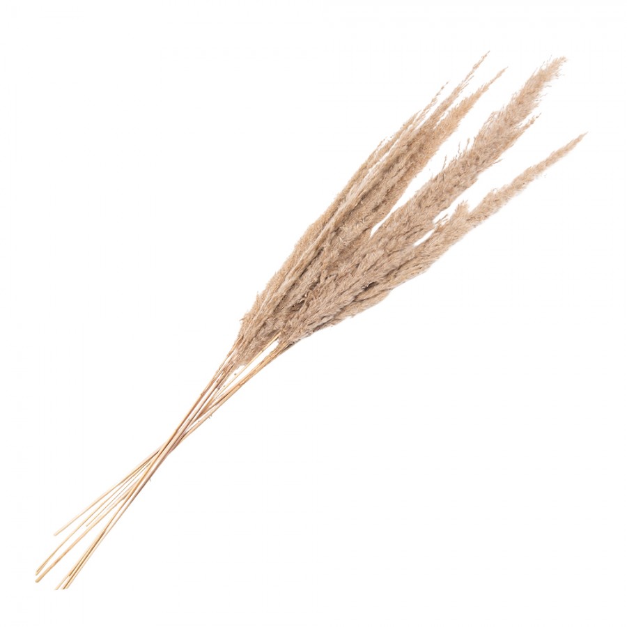 Dried Pampas Grass Beige