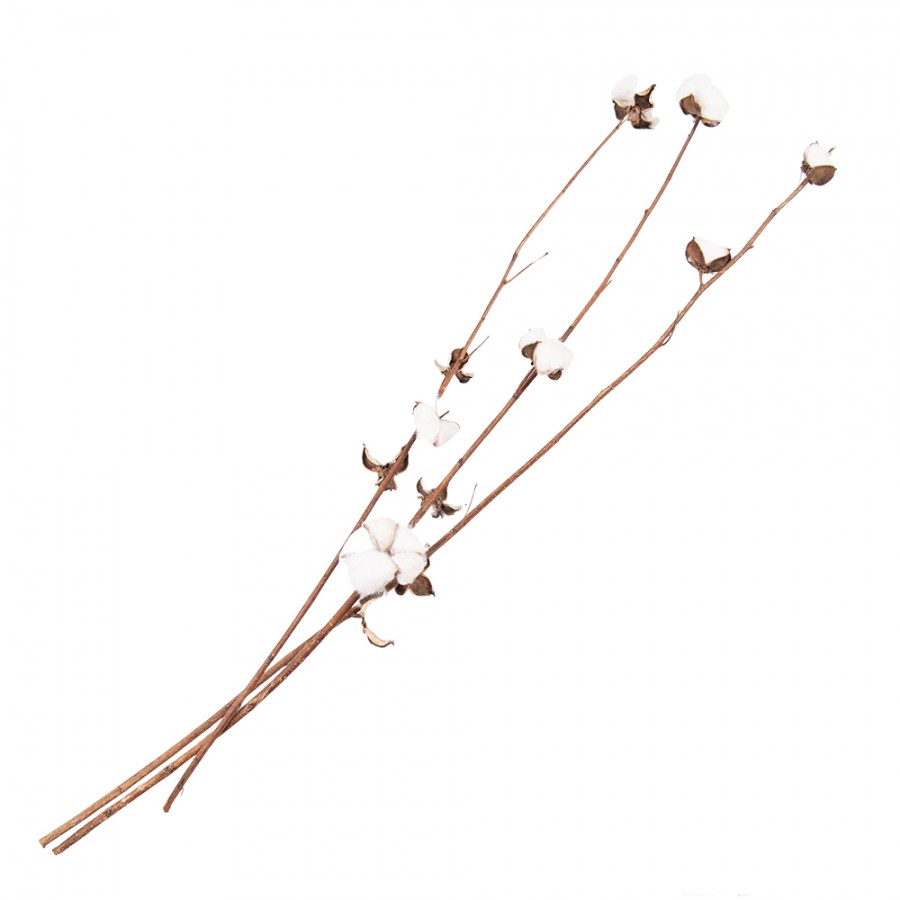 Cotton Stems