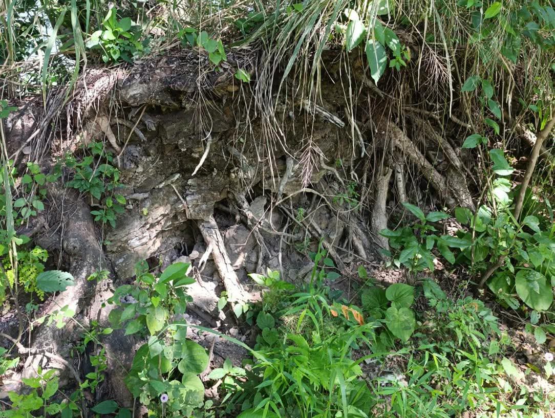 SE VENDE LA LIBERTAD EL TUNCON