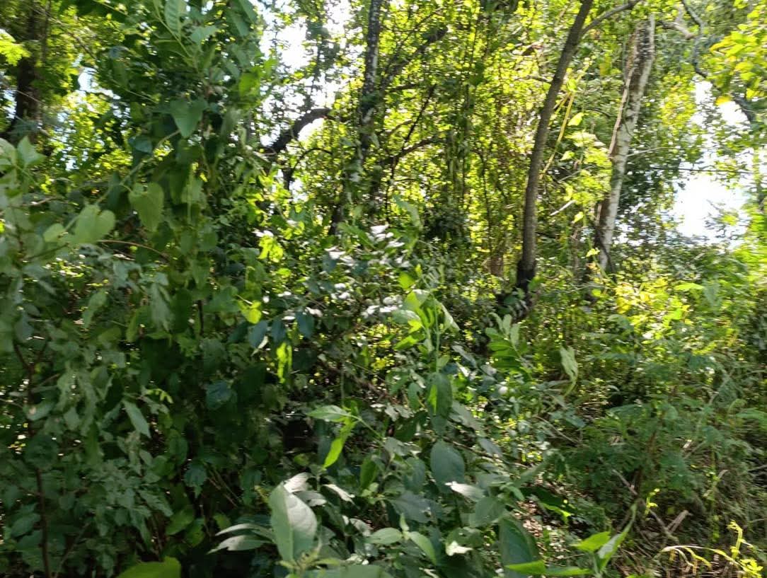 SE VENDE LA LIBERTAD EL TUNCON 