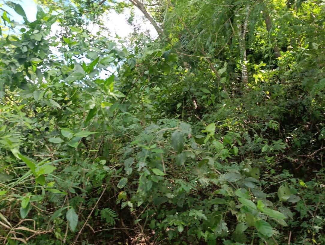 SE VENDE LA LIBERTAD EL TUNCON 