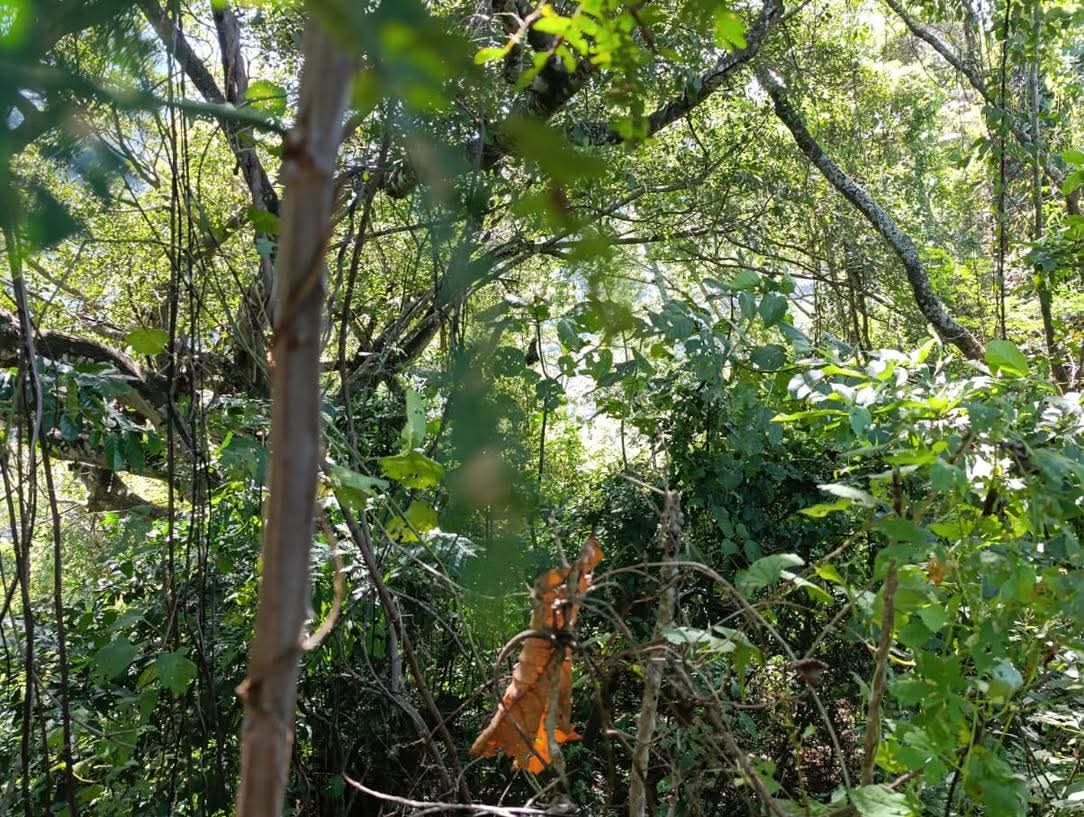 SE VENDE LA LIBERTAD EL TUNCON 