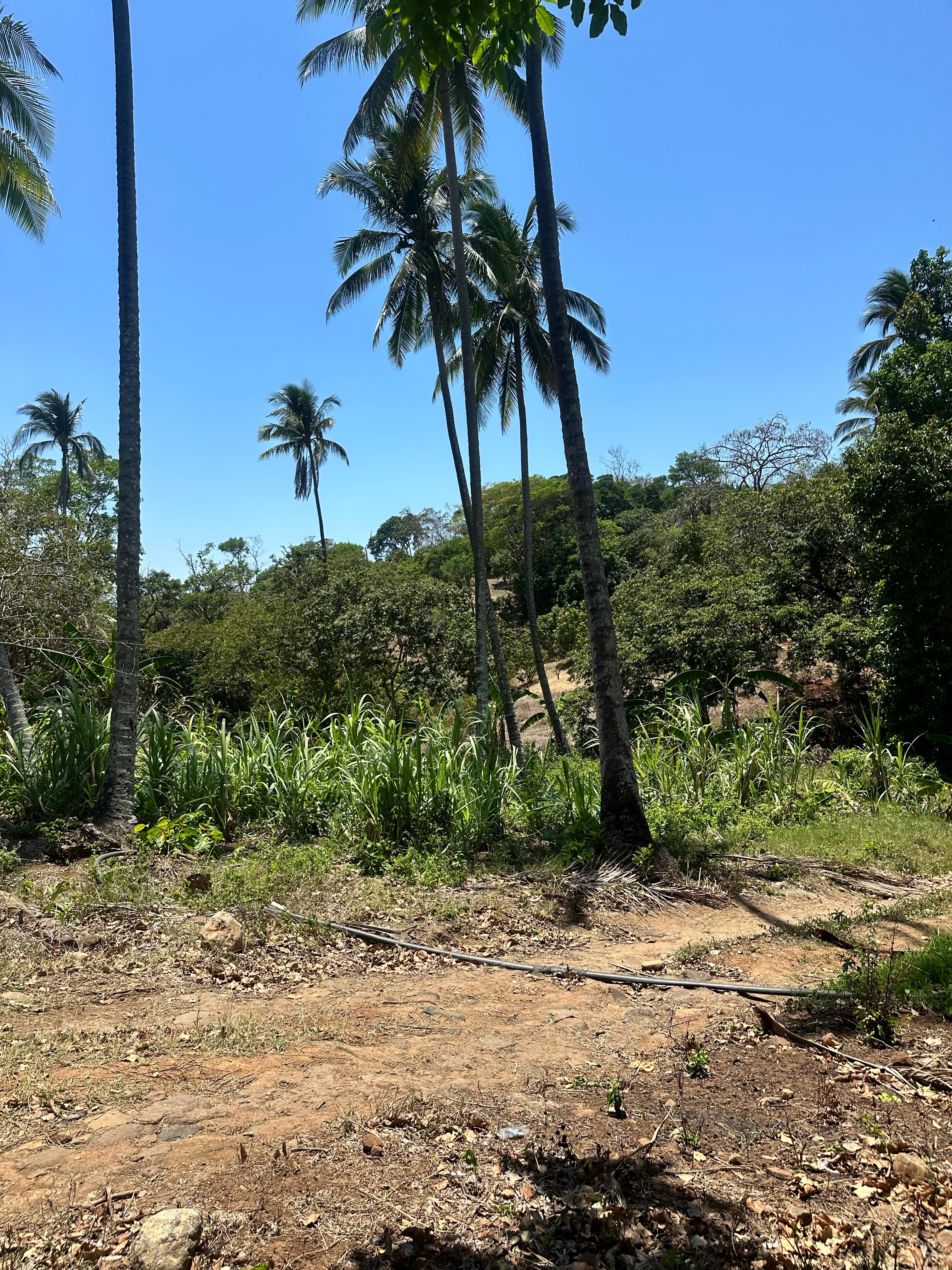 AHUACHAPAN GUAYMANGO 6 MANZANAS