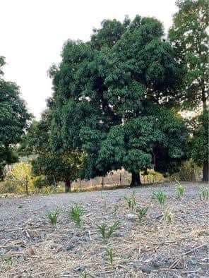 SAN VICENTE APASTEPEQUE