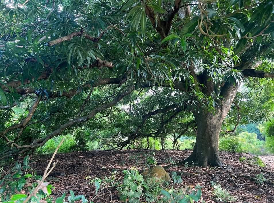 HUIZUCAR CANTON TILAPA LA LIBERTAD 