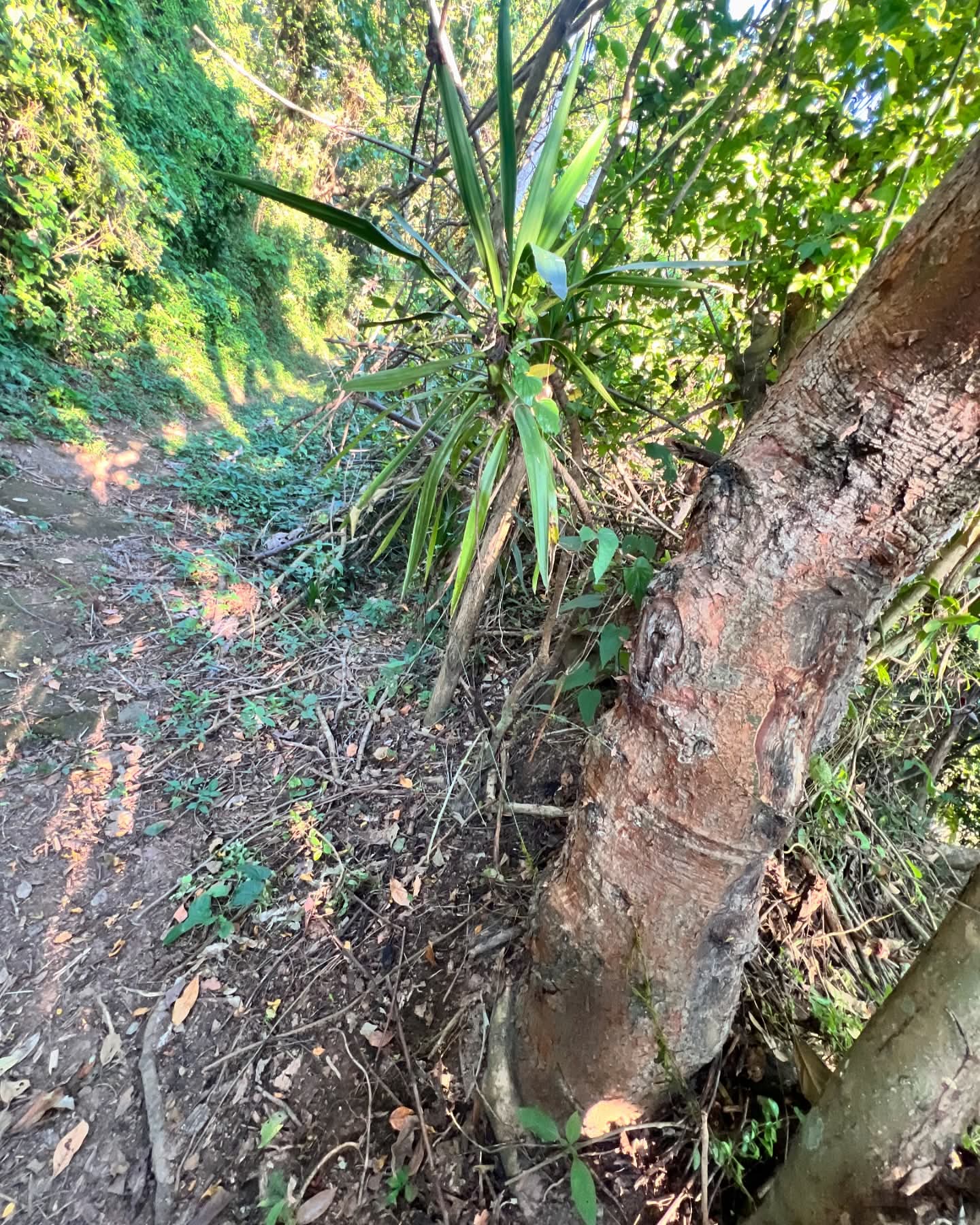 HUIZUCAR TILAPA1 LA LIBERTAD 