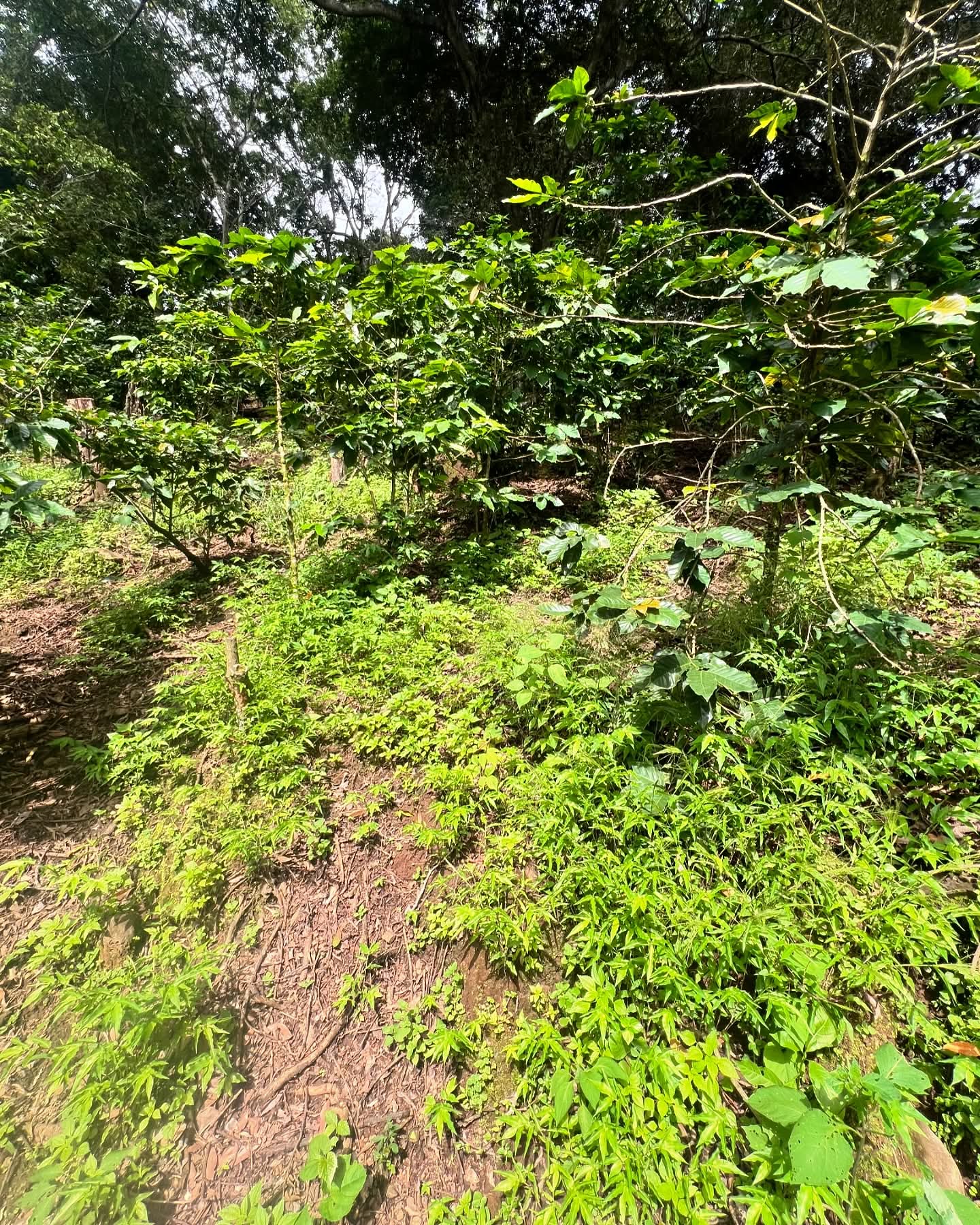 HUIZUCAR CASERIO EL ALMENDRO LA LIBERTAD 1.5 MANZANAS