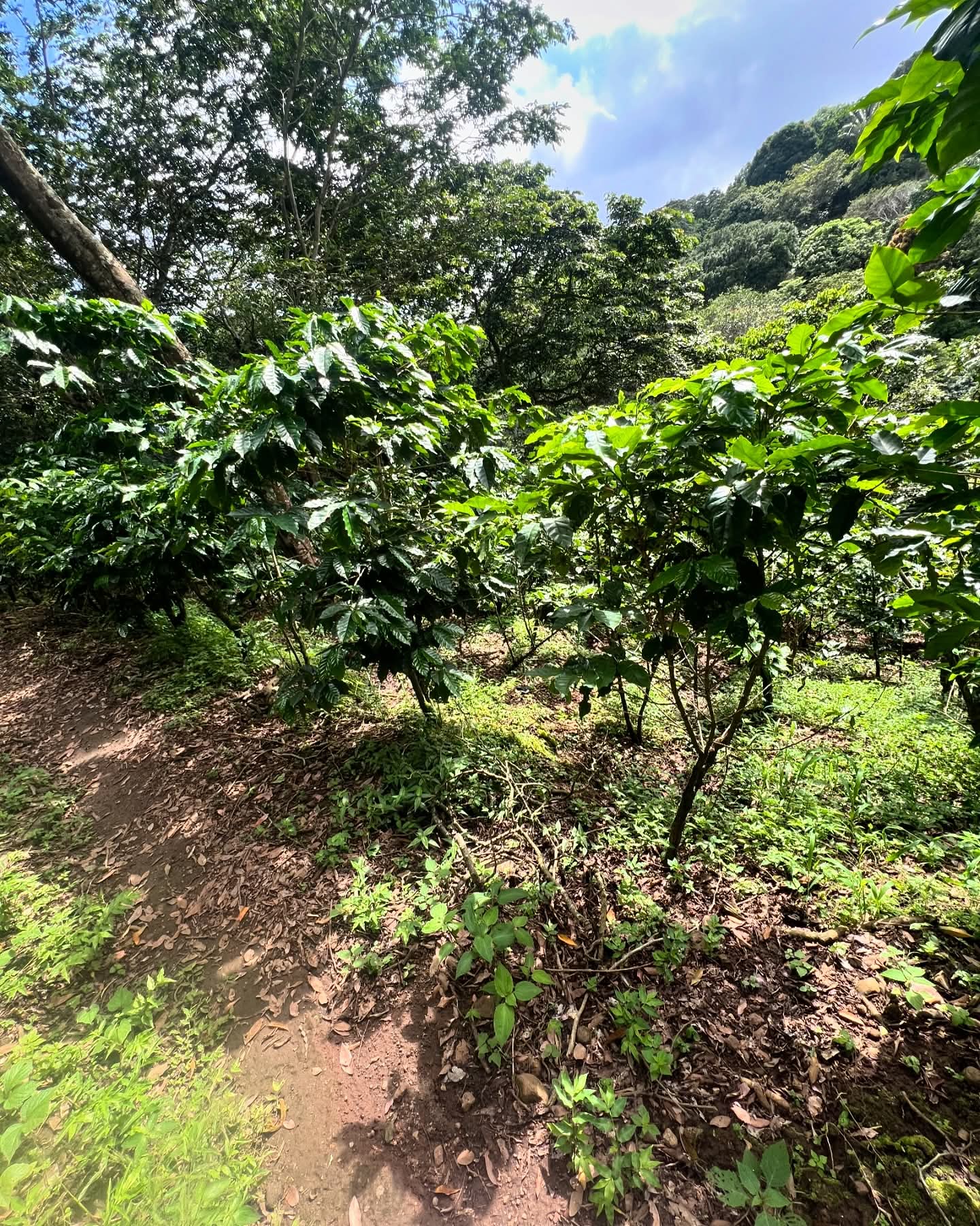 HUIZUCAR CASERIO EL ALMENDRO LA LIBERTAD 1.5 MANZANAS