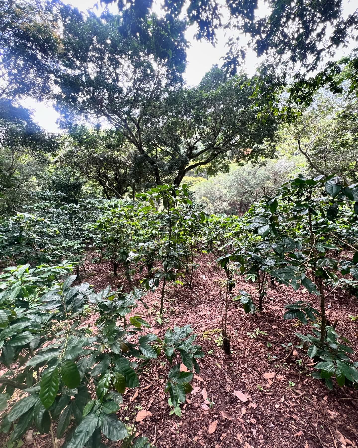 HUIZUCAR CASERIO EL ALMENDRO LA LIBERTAD 1.5 MANZANAS