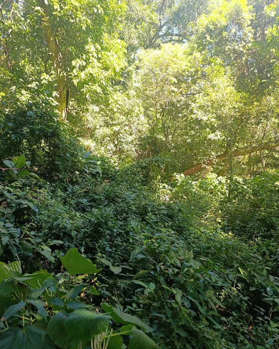 HUIZUCAR LA ESPERANZA LA LIBERTAD