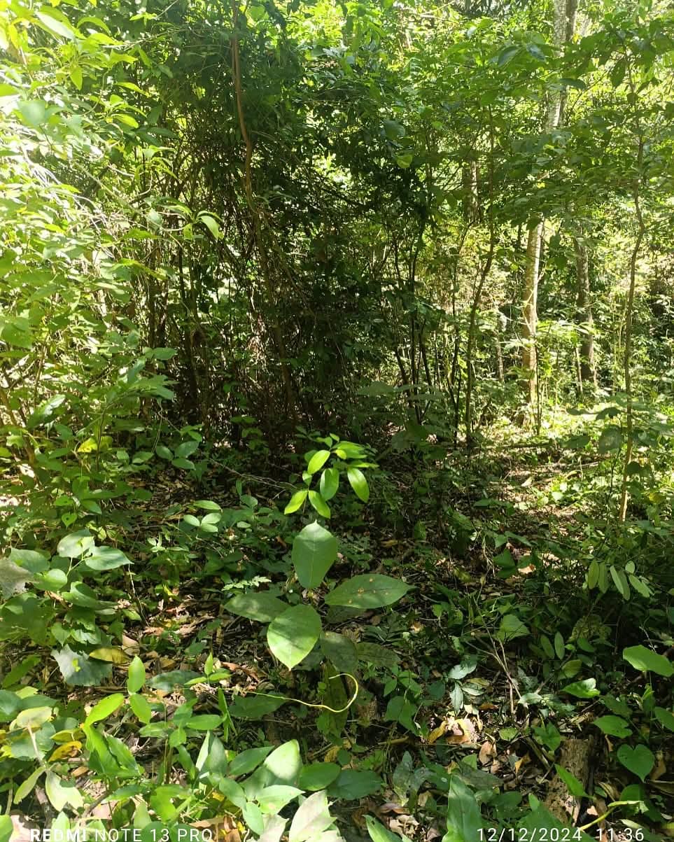 HUIZUCAR LA ESPERANZA LA LIBERTAD