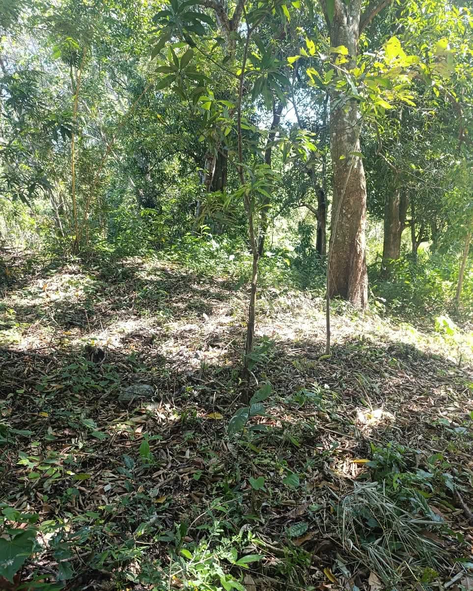 HUIZUCAR LA ESPERANZA LA LIBERTAD