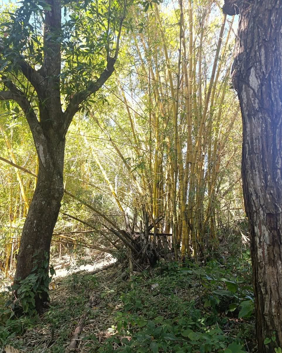 HUIZUCAR LA ESPERANZA LA LIBERTAD