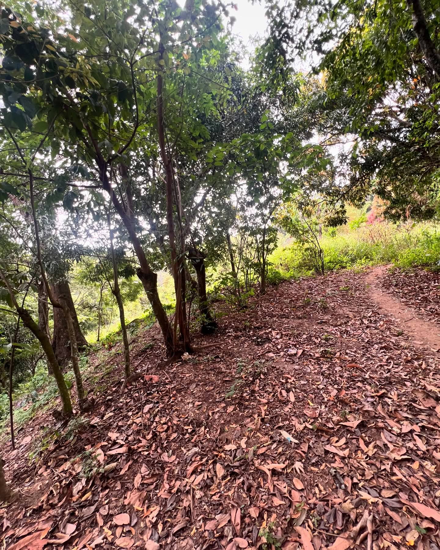 HUIZUCAR 5.5 MANZANAS CON NACIMIENTO Y RIO 