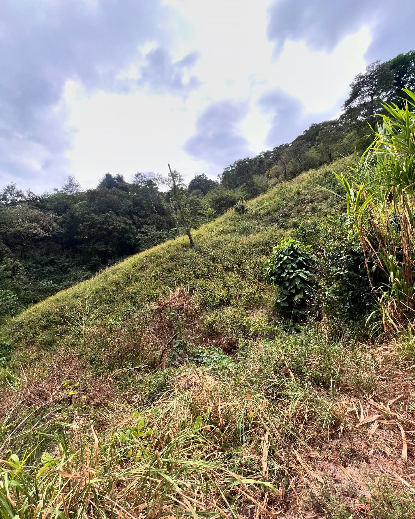 HUIZUCAR 5.5 MANZANAS CON NACIMIENTO Y RIO 