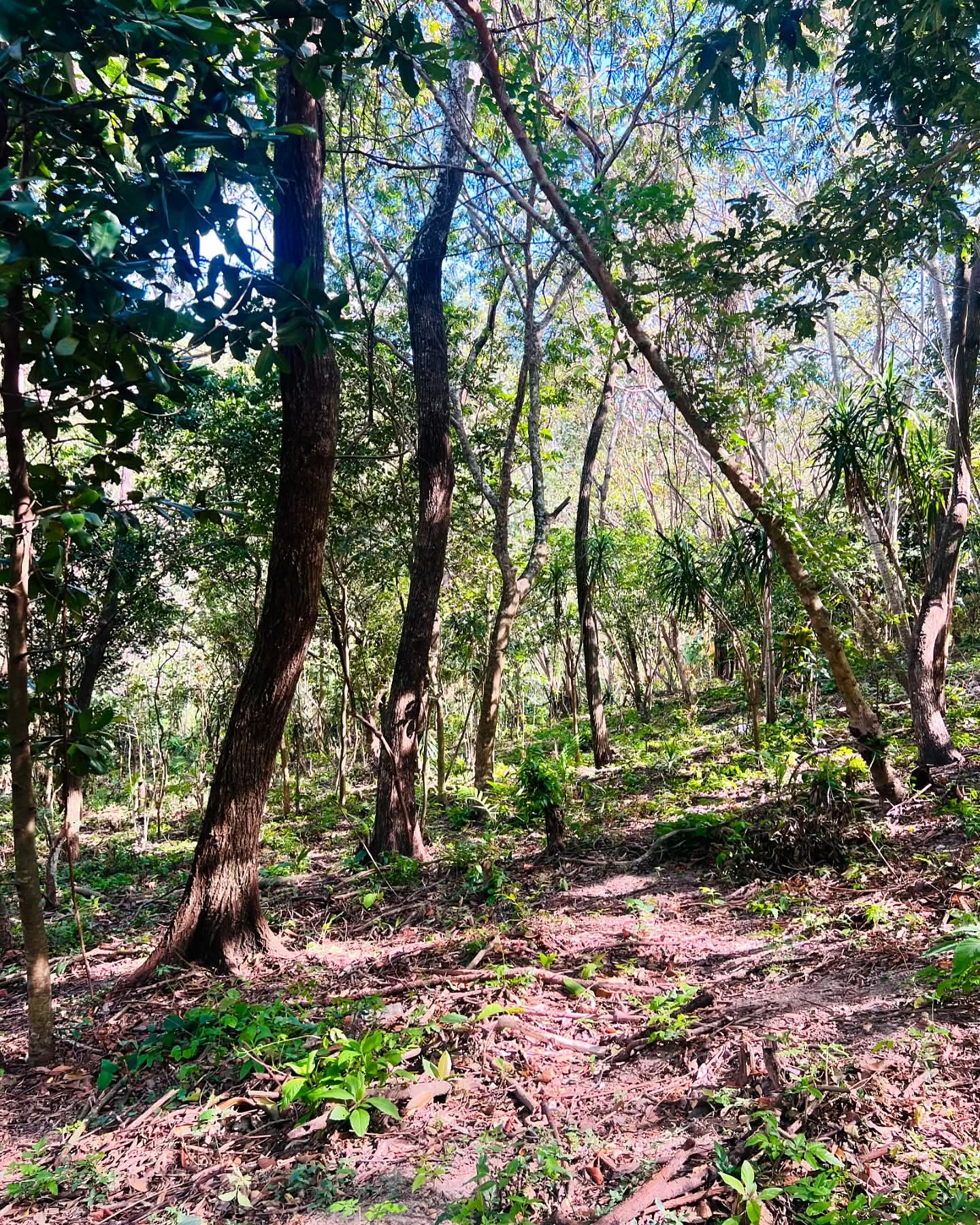 HUIZUCAR LOS ALMENDRO LA LIBERTAD 
