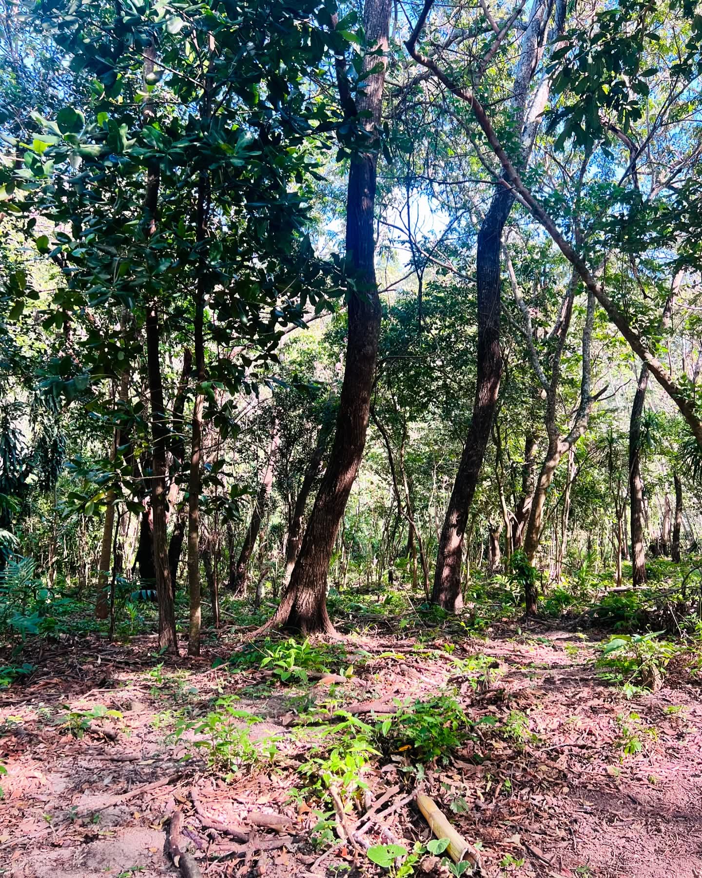 HUIZUCAR LOS ALMENDRO LA LIBERTAD 