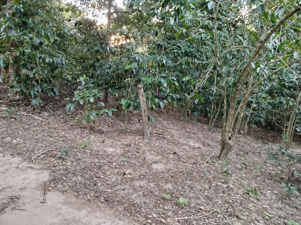 HUIZUCAR EL ZAPOTE 1.5 MANZANAS